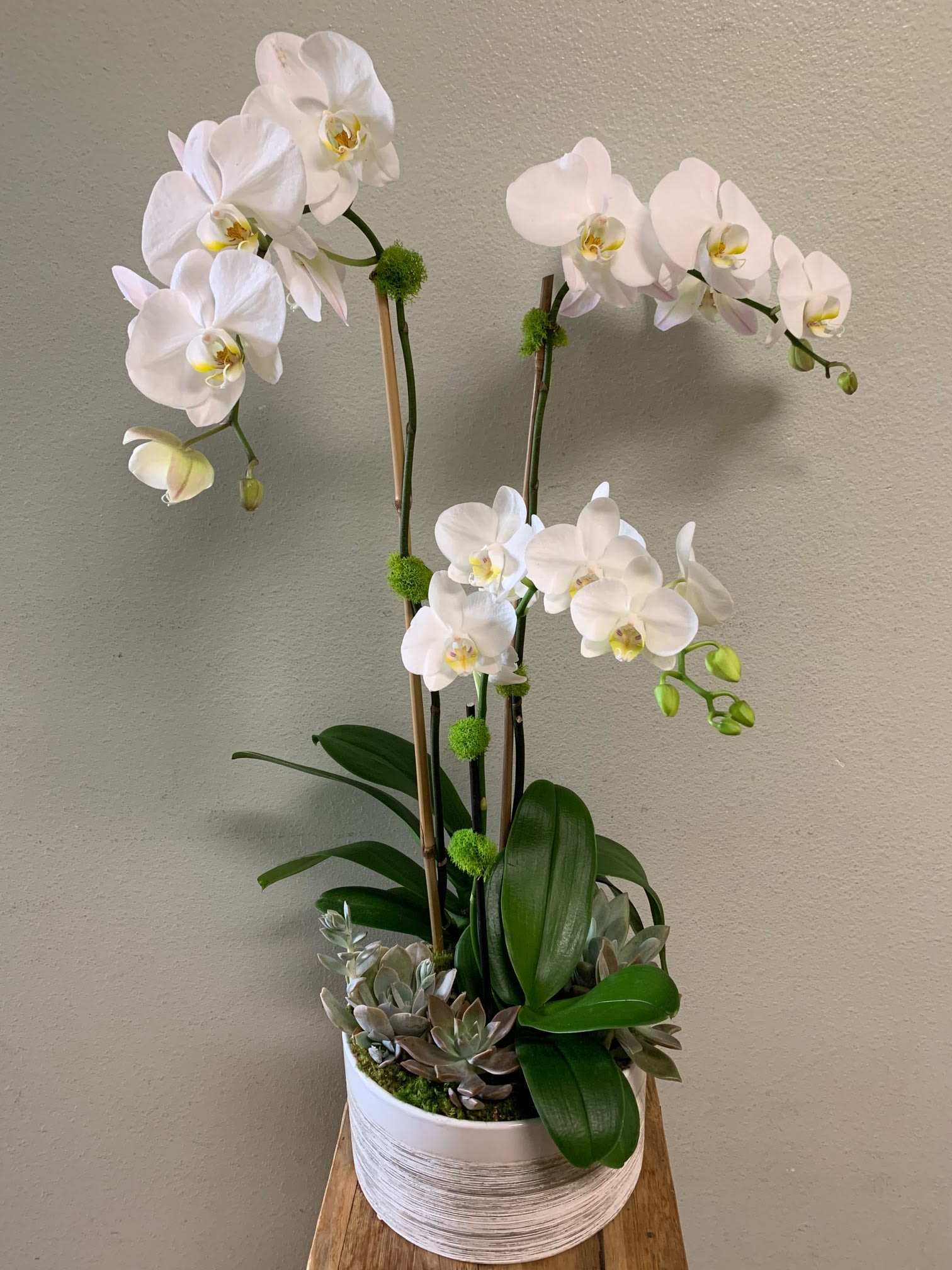 White orchids in a white pot with succulents