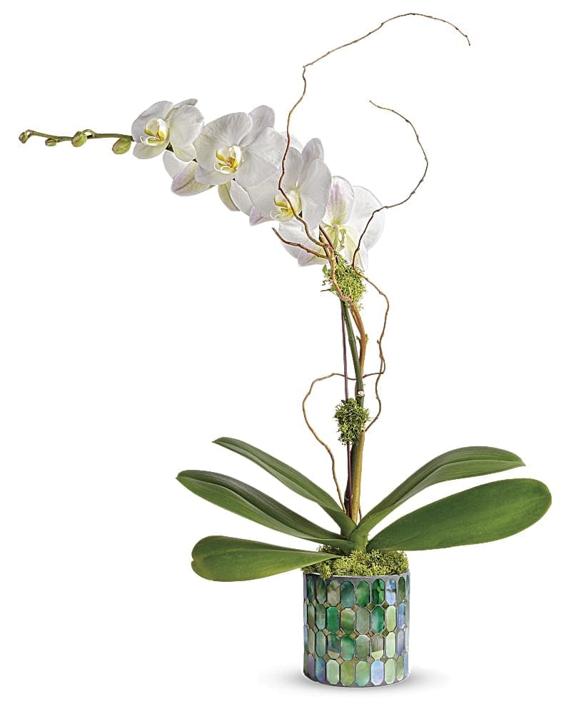 White orchid plant in a mosaic-patterned pot with curved decorative branches