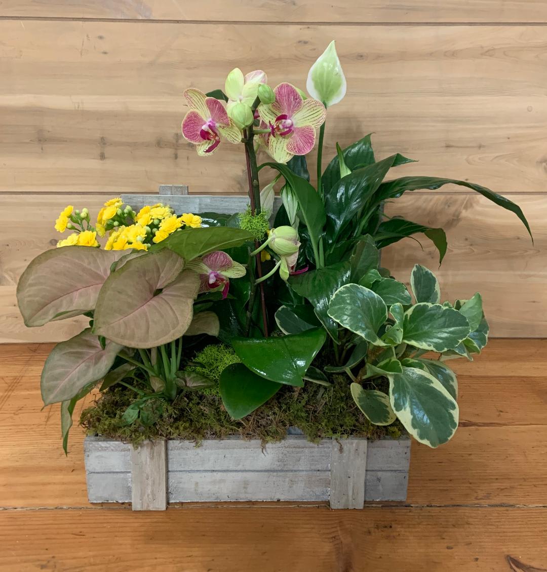 Mixed potted arrangement with orchids, yellow blooms, and assorted foliage in a wooden planter