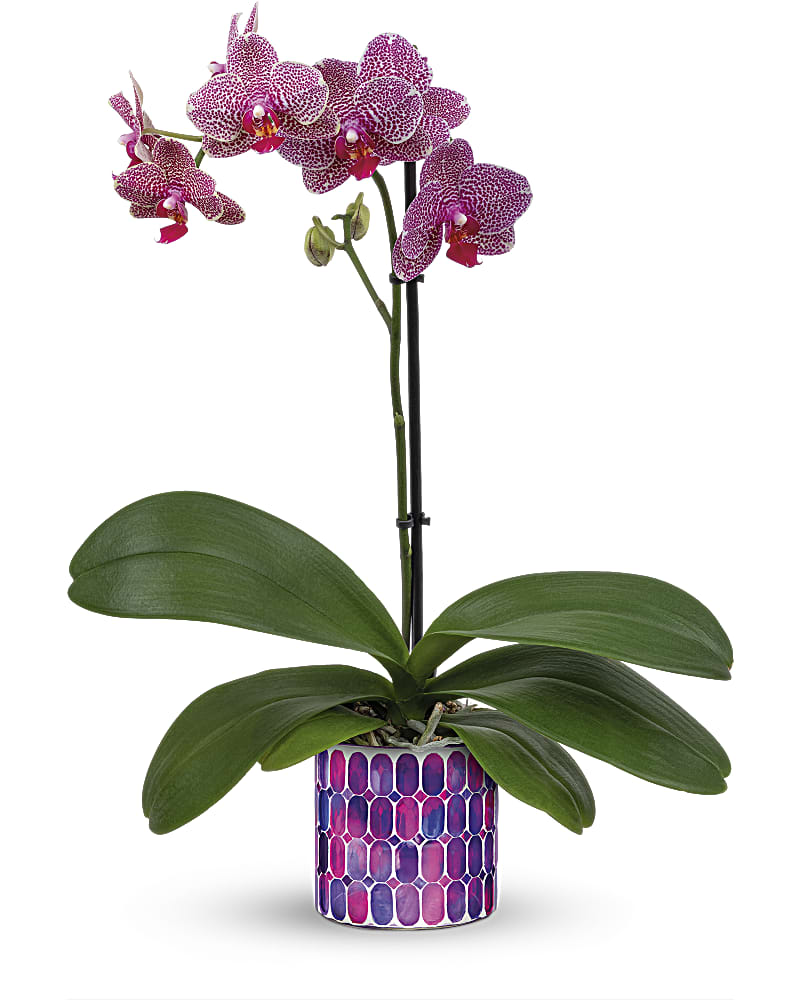 Potted purple orchid with spotted blooms in a patterned ceramic pot
