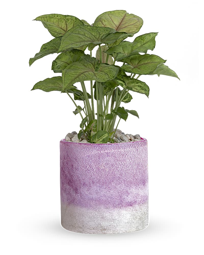 Potted green plant in a pink ceramic planter with pebbles on top