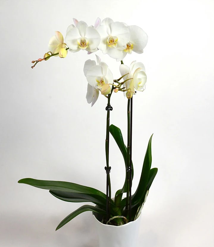 White orchid plant with arching blooms in a white pot