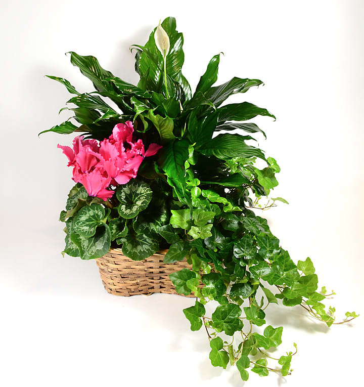 Pink flowers and green houseplants in a woven basket