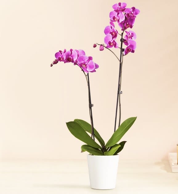 Potted orchid plant with two stems of purple blooms
