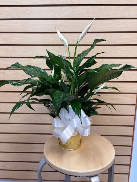 6" Peace Lily wrapped in paper - Small peace lily in a 6" pot wrapped in paper with a bow