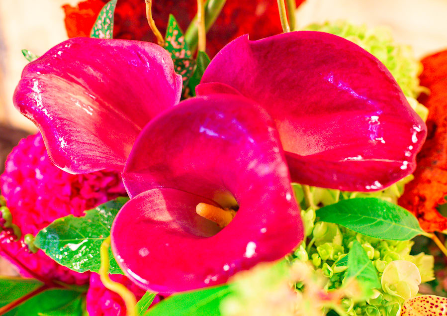 Close-up bouquet with bright pink calla lilies and mixed flowers
