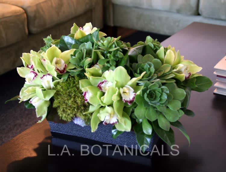 Green orchid and succulent arrangement in a rectangular container