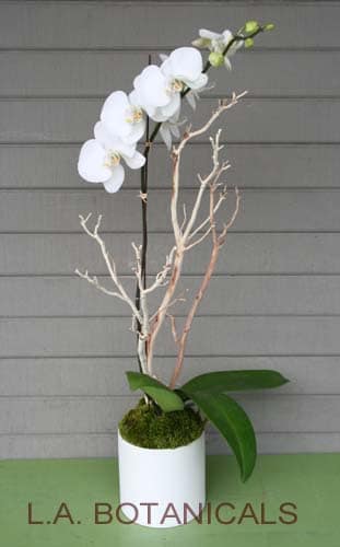 White orchid plant in a white pot with moss