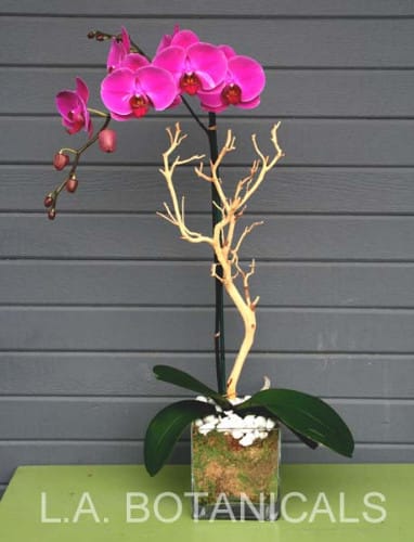 Pink orchid arrangement in a square glass vase with decorative branches