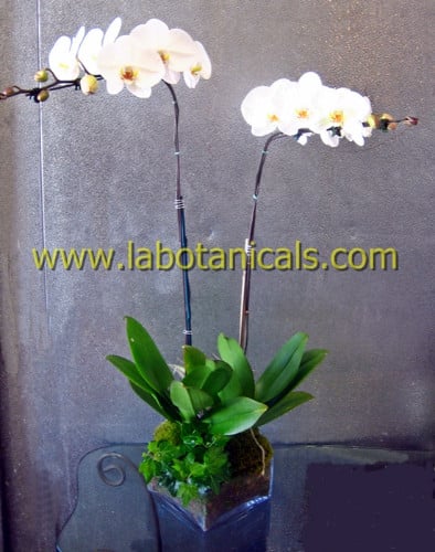 Two white orchid stems in a vase with broad green leaves