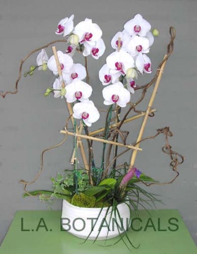 White orchids arranged in a white pot with bamboo supports