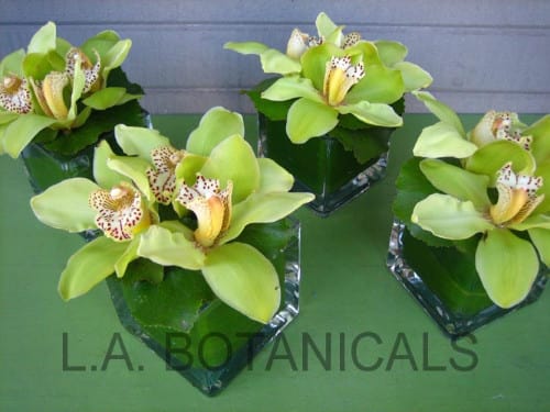 Four green orchid arrangements in square glass vases