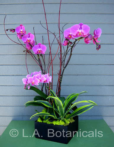 Pink orchids arranged in a black rectangular planter with tall decorative branches
