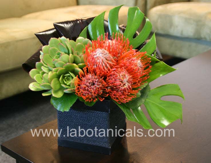 Succulent arrangement with orange pincushion flowers in a black square container