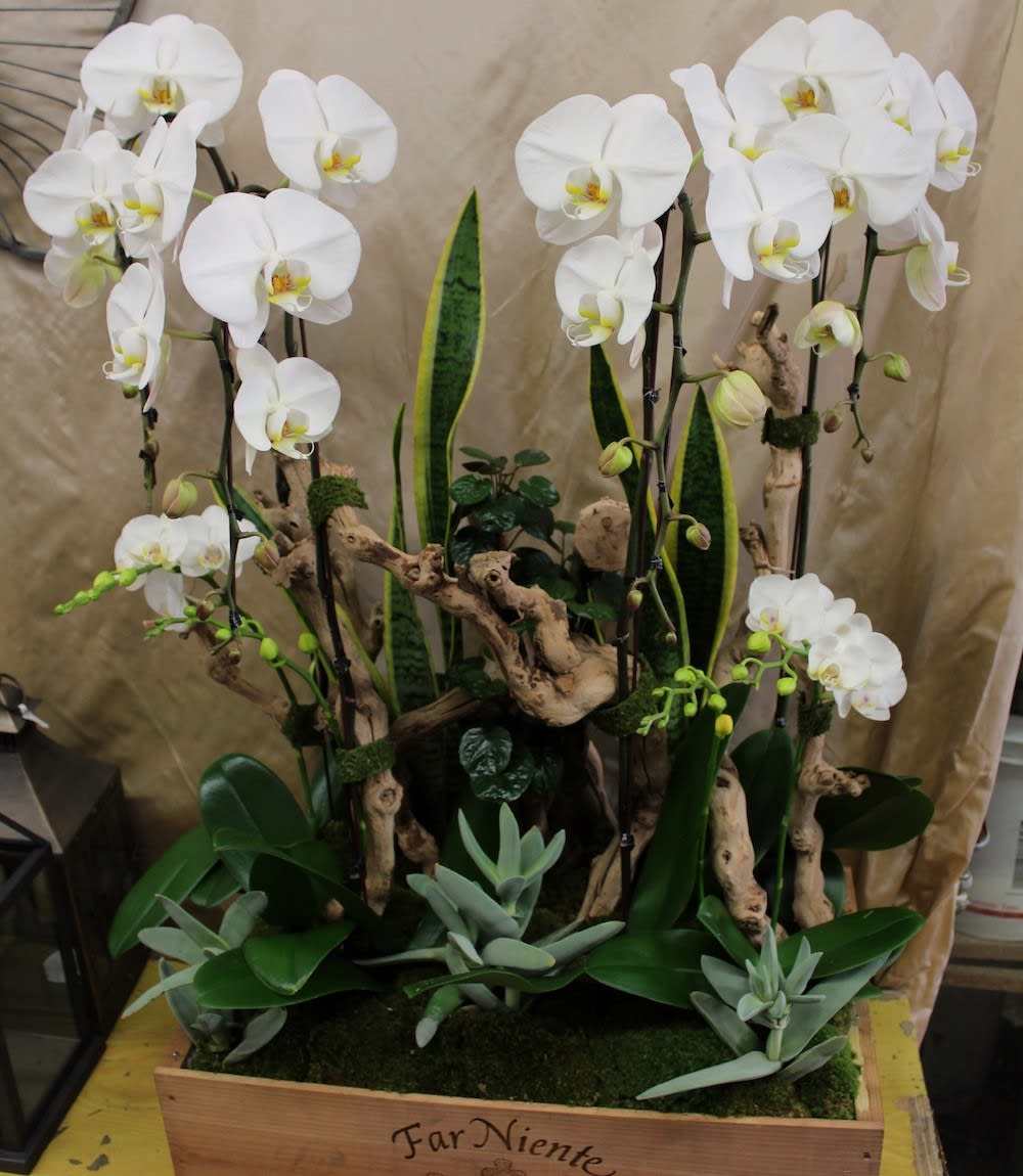White orchids arranged in a wooden planter with succulents and driftwood