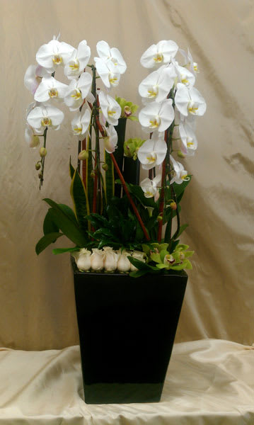 White orchids arranged in a tall black planter