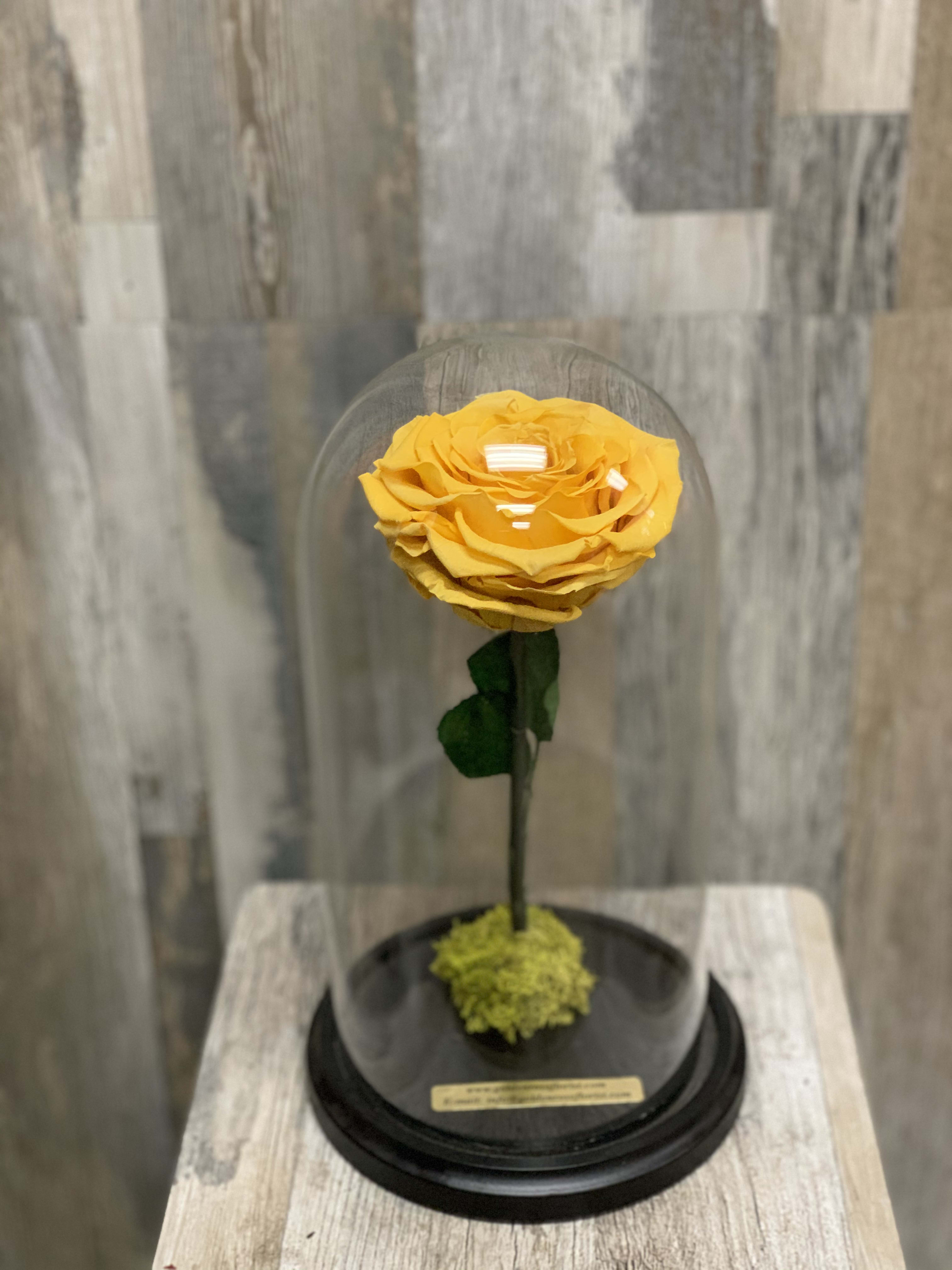 Single yellow rose under a glass dome on a black base