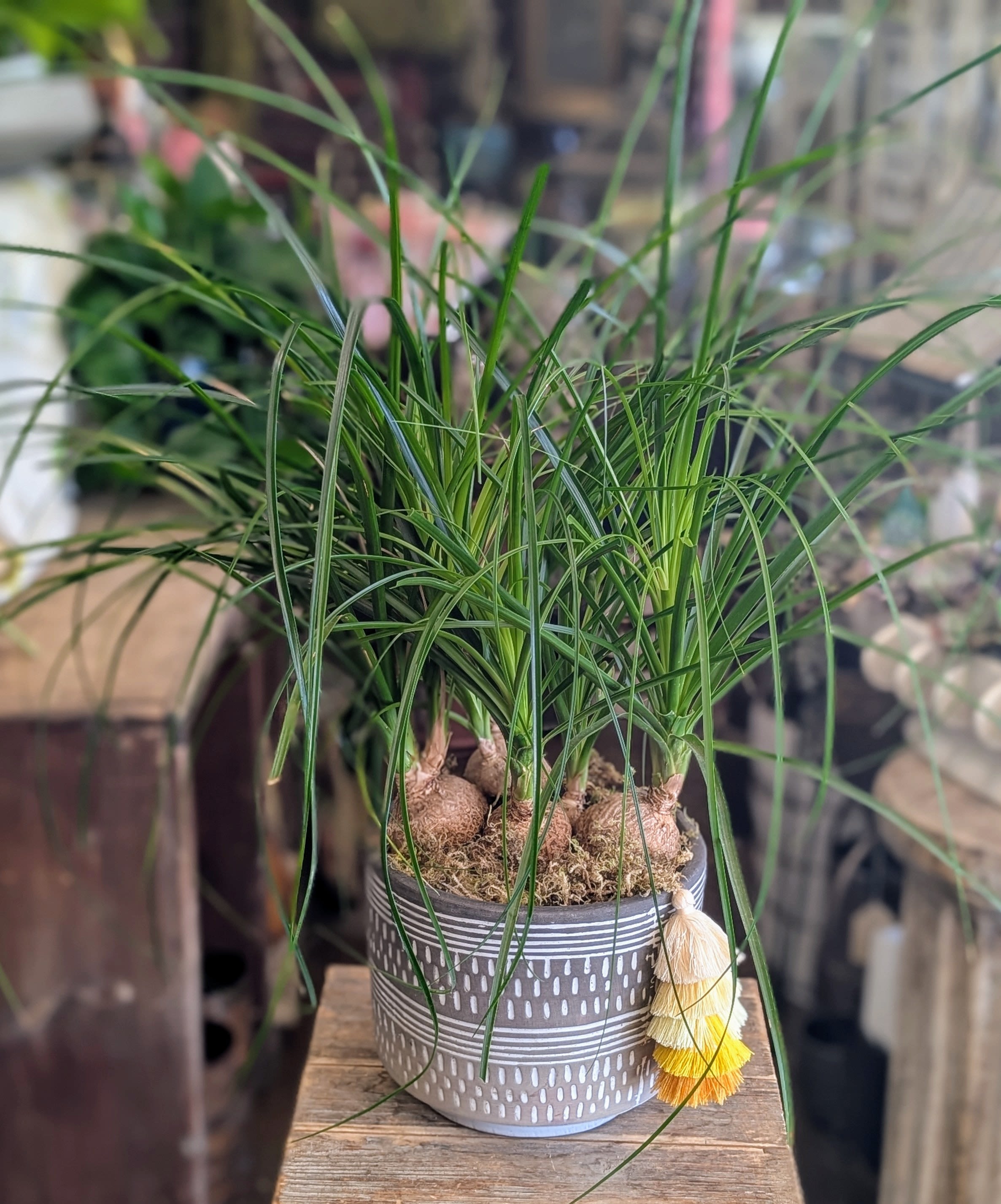 Savanna - Savanna is a celebration of texture, resilience, and playful design. This eye-catching potted display features ponytail palms (Beaucarnea recurvata), also affectionately known as elephant-foot palms, with their distinctive bulbous bases and whimsical, fountain-like fronds that cascade gracefully in every direction. Their carefree, curling foliage adds an effortless wildness—perfect for those who love modern greenery with a touch of personality.  Planted in a boho-chic ceramic pot adorned with tribal-inspired white markings and finished with a colorful tassel accent, Savanna is ideal for adding a bit of desert-safari style to your home or workspace.  Low-maintenance and full of charm, this piece makes a wonderful gift or a long-lasting addition to your plant collection. Available for delivery in Las Vegas and Henderson from Windmill Floral Expressions—where nature meets thoughtful design in every detail.         