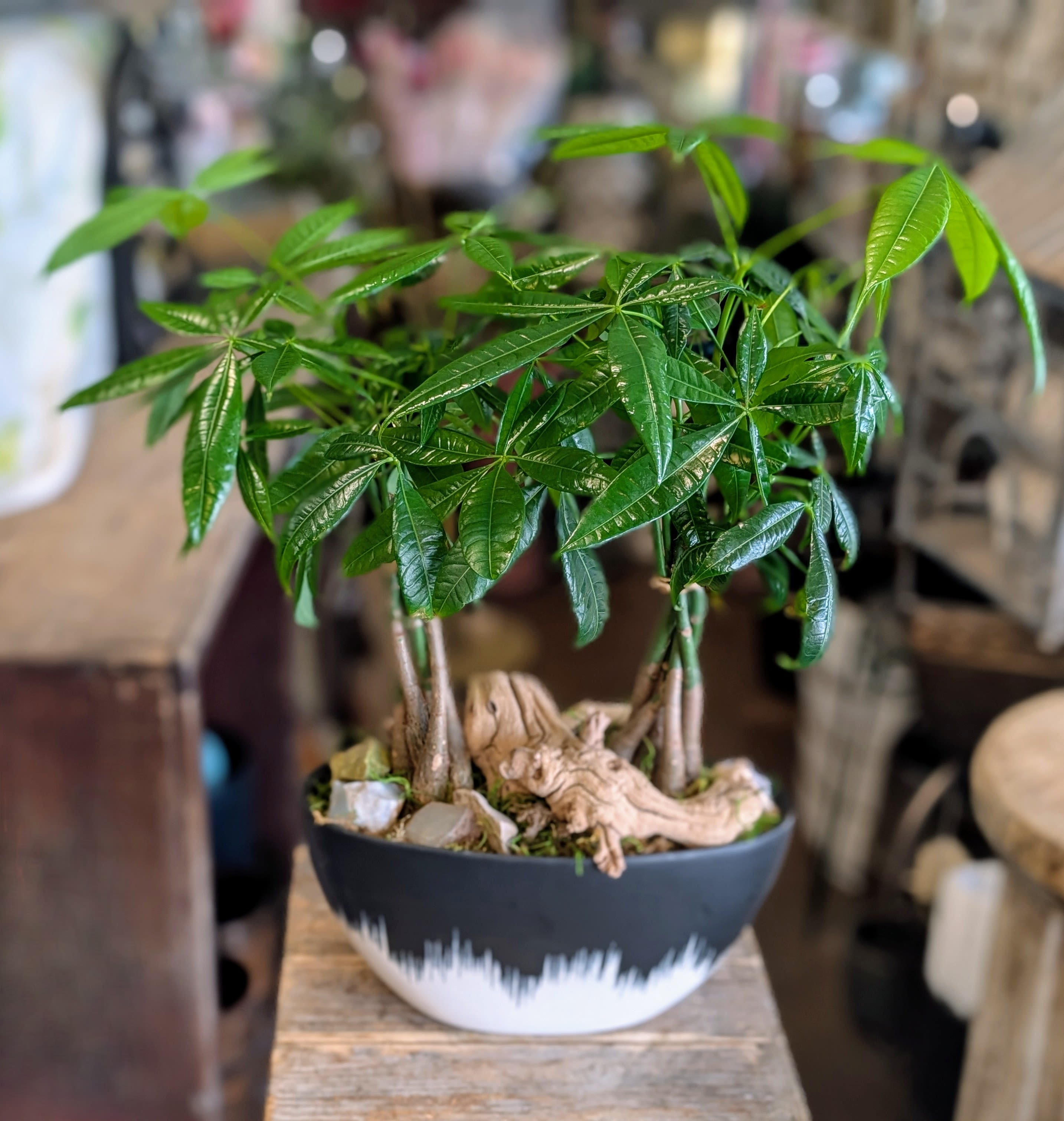 Potted money tree plant in a black and white container