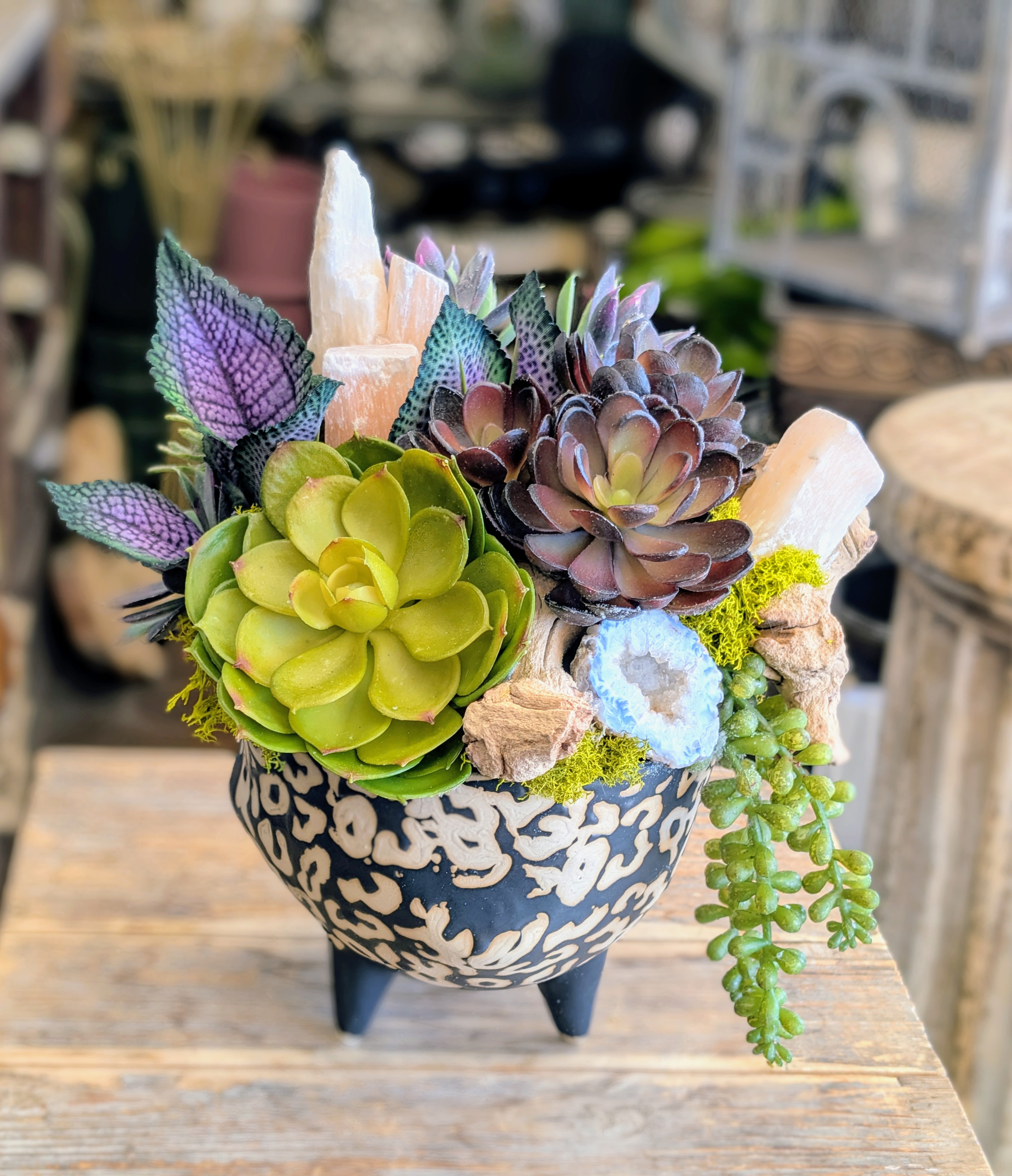 Succulent arrangement in a decorative black-and-cream pot