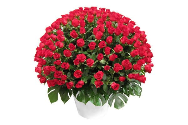 Large bouquet of red roses in a white vase