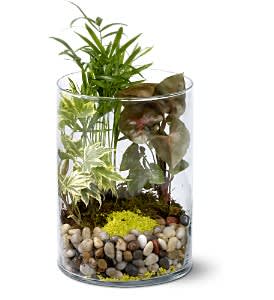 Garden in Glass - Give the beauty of the outdoors with this charming miniature garden, perfect for any setting. A selection of live green plants is thoughtfully arranged with rocks and sand in a simple glass cylinder, providing a focus for quiet contemplation.  Ivy, arrowhead and a snake plant are combined with rocks and green sand in a glass cylinder vase.  Approximately 5" (W) x 8" (H)  Orientation: All-Around
