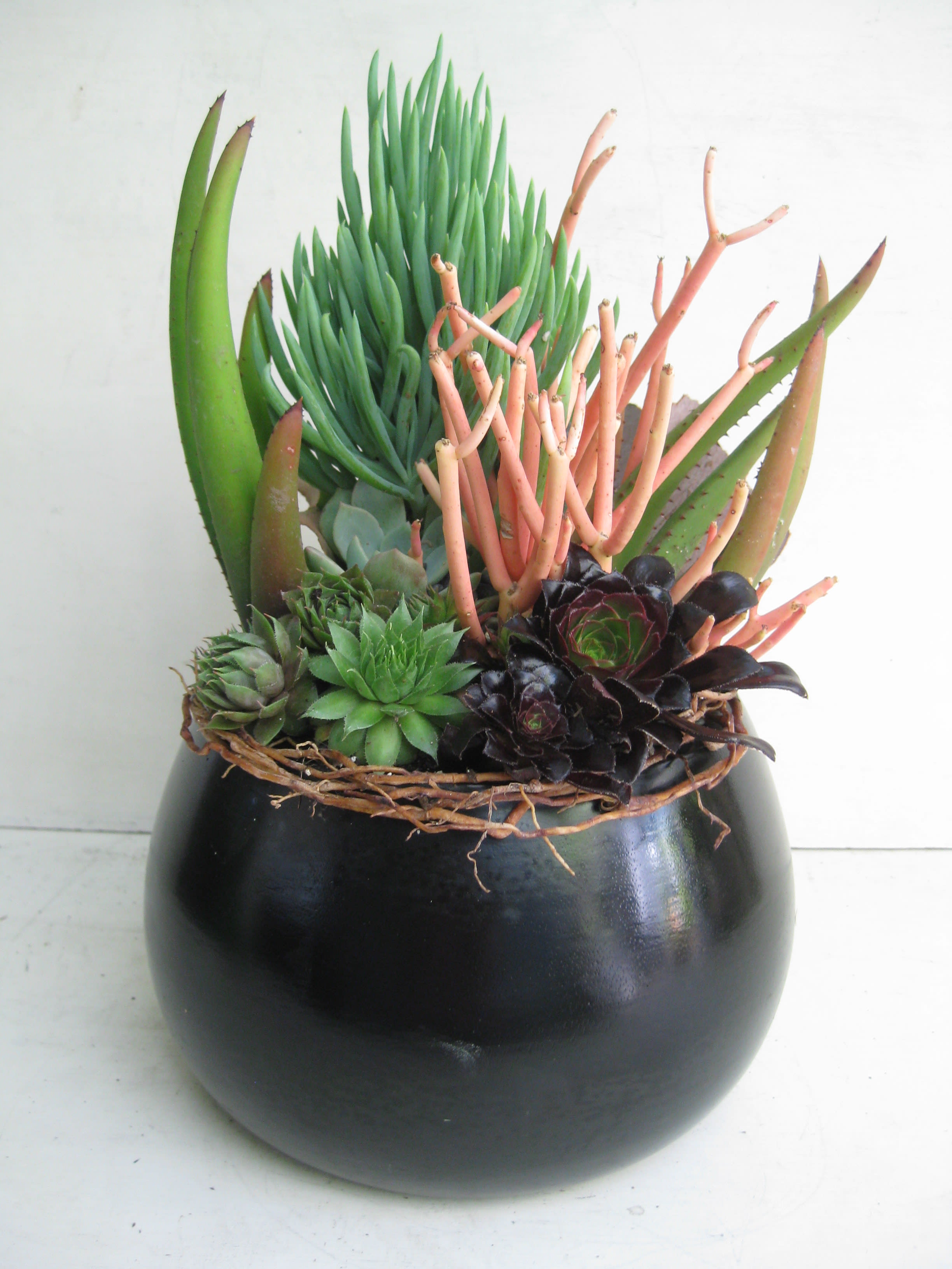 Succulent arrangement in a black round pot