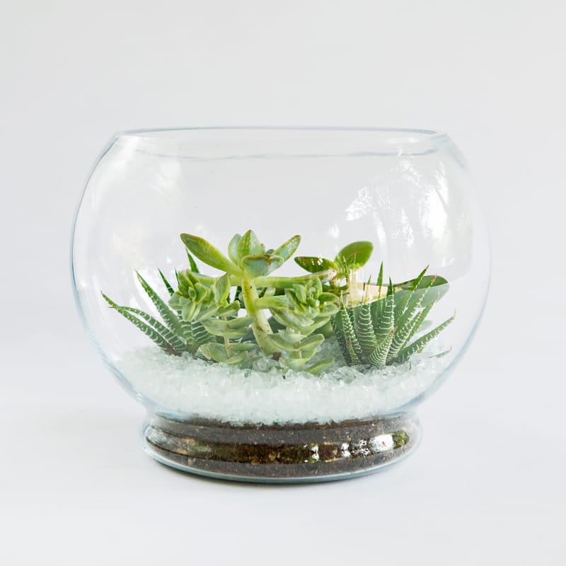 Succulent arrangement in a round glass bowl with white stones
