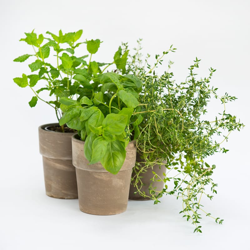 Herb Garden - 3 pots with different species of kitchen herbs for her or him to cook with while looking at it.