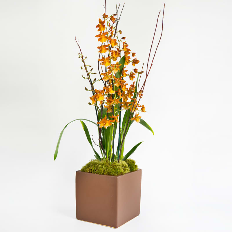 Orchid for him - Brown or yellow oncidium orchid plant decorated with twigs and moss in a modern ceramic cube or cylinder.