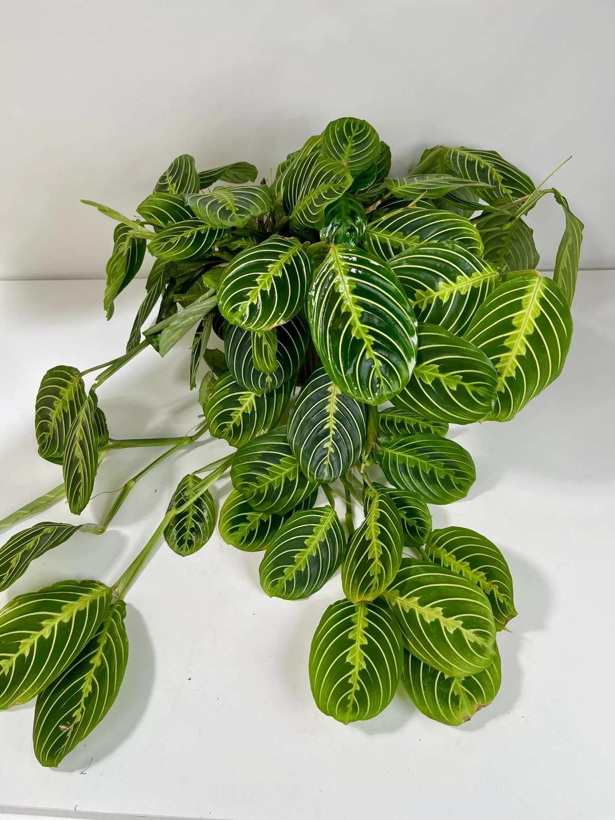 Potted prayer plant with dark green striped leaves