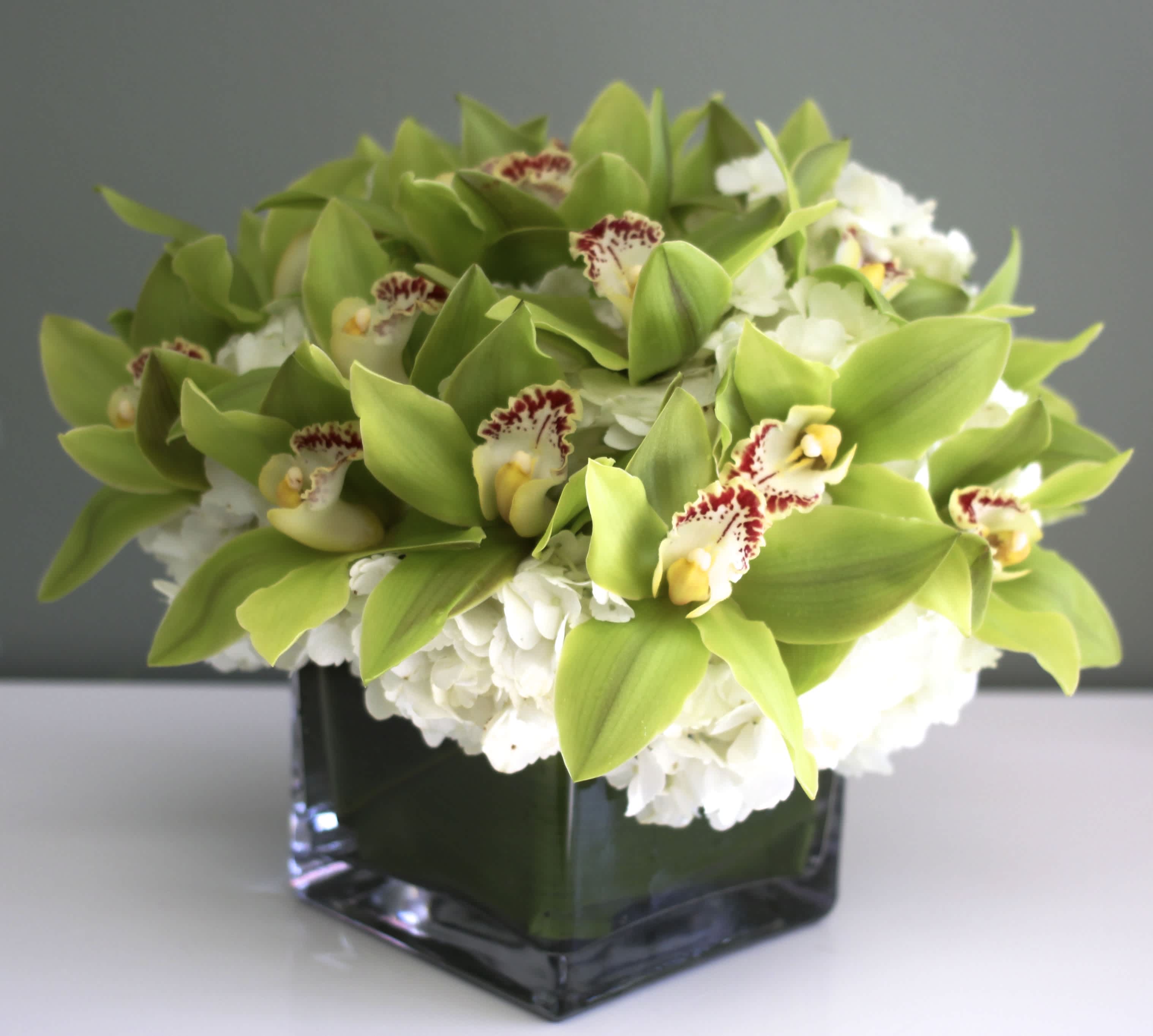 Green Orchid Overture - Sweet and delicate sophistication are on full display in this precious arrangement of green Cymbidium Orchids atop a pillow of lovely clusters of white Hydrangeas. A charming and delightful design to express your sentiments.
