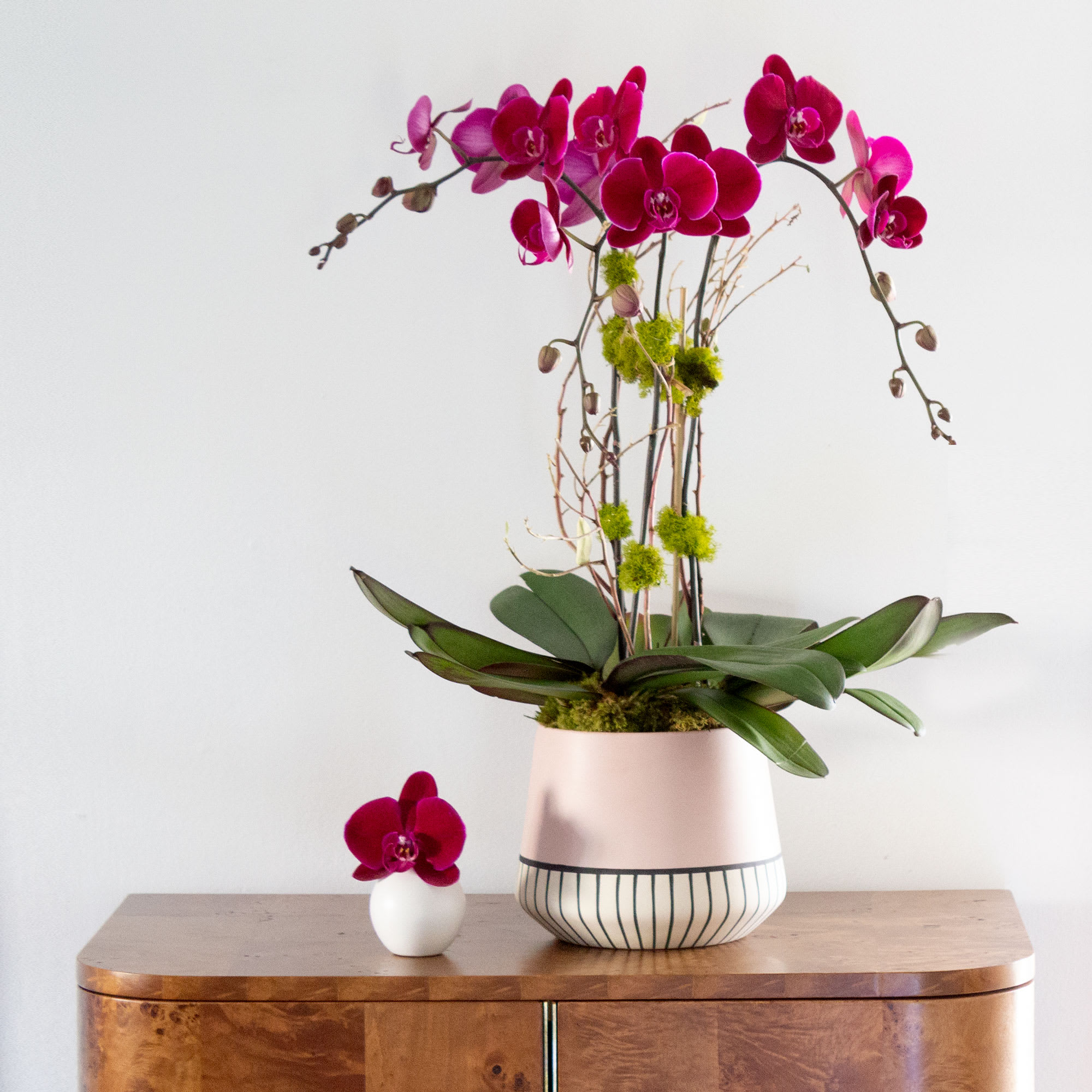 Opulent Amethyst Orchids  - With blooms just as radiant as an amethyst, this arrangement of 3 Phalaenopsis Butterfly Orchid plants potted in a pink, white and black ceramic pot is perfect for any occasion!   Deluxe: 5 Orchid plants  Premium: 7 Orchid plants  