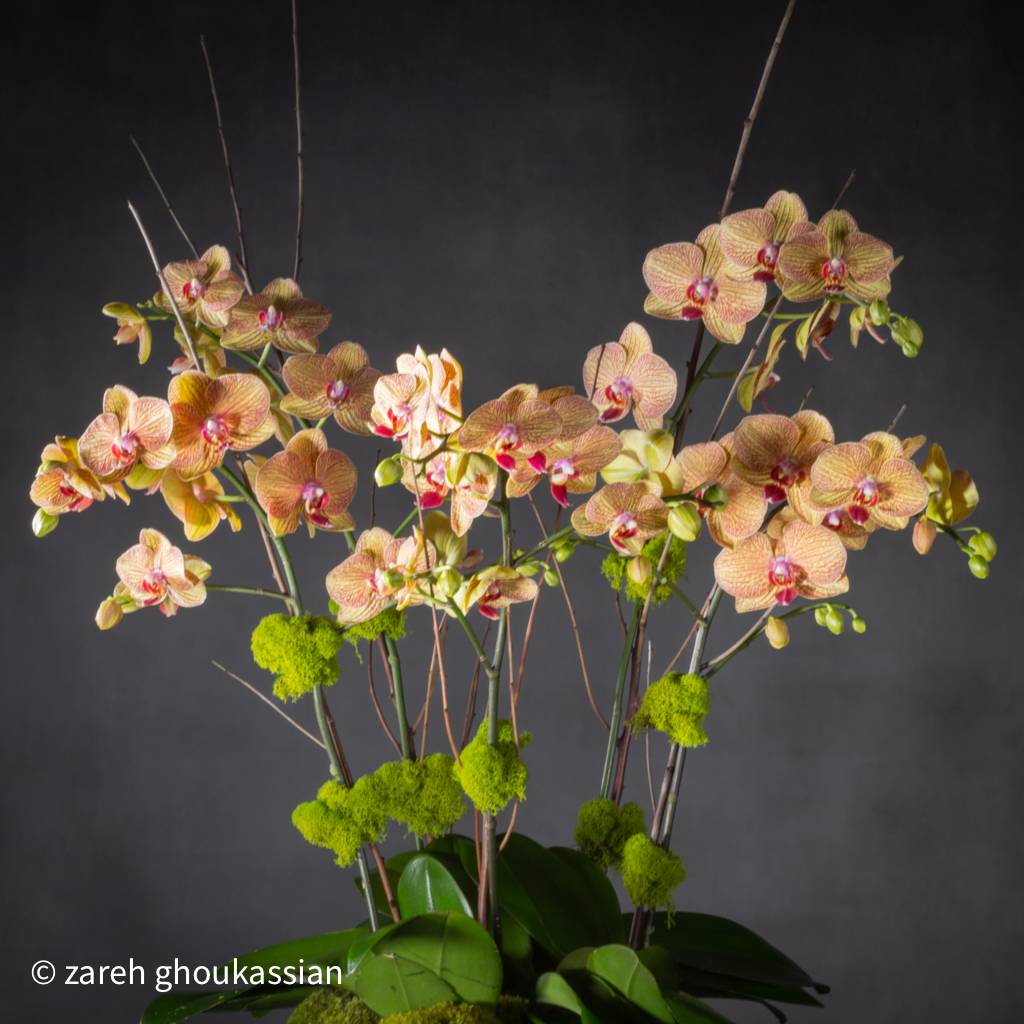 Pewter Orchids - 5 stems of exotic peach orchids in a pewter pedastel bowl