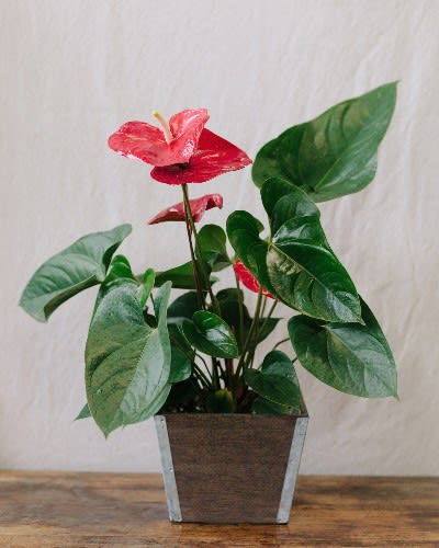 Potted anthurium plant with red flowers in a square container