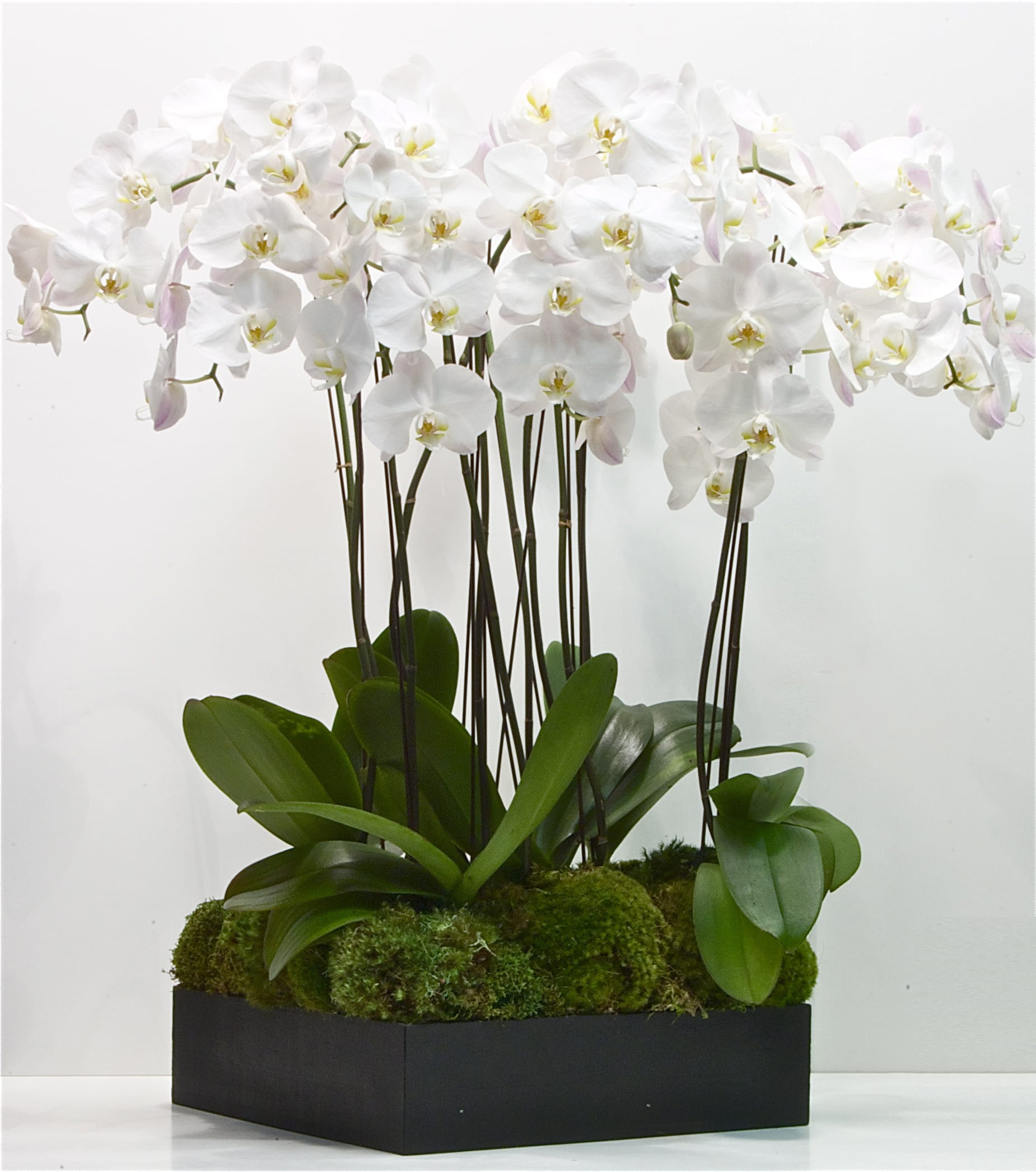 Grand Phaleanopsis Orchid Bowl - A grand display of beautiful white cascading phalaenopsis (moth) orchids, accented with decorative branches and moss, and presented in a stylish vessel.   *Orchid plants typically remain in bloom for about one month with proper care. *Each plant arrangement is unique &amp; vessels and design style may vary slightly. *We may source orchid plants in colors other than white with 24 hours notice.  LIGHT Medium to Bright Indirect Light  SOIL Well draining potting medium like fine-grade orchid bark or orchid mix  TEMPERATURE During the day they thrive in mild temperatures between 68-85°F. At night they will tolerate slightly cooler environments but the temperature needs to remain steady when in bloom. Chilly temperatures or drafty areas can cause flowers and buds to drop.  WATER Water once a week and allow potting mix to almost dry out between waterings. Do not let it stand in water. 