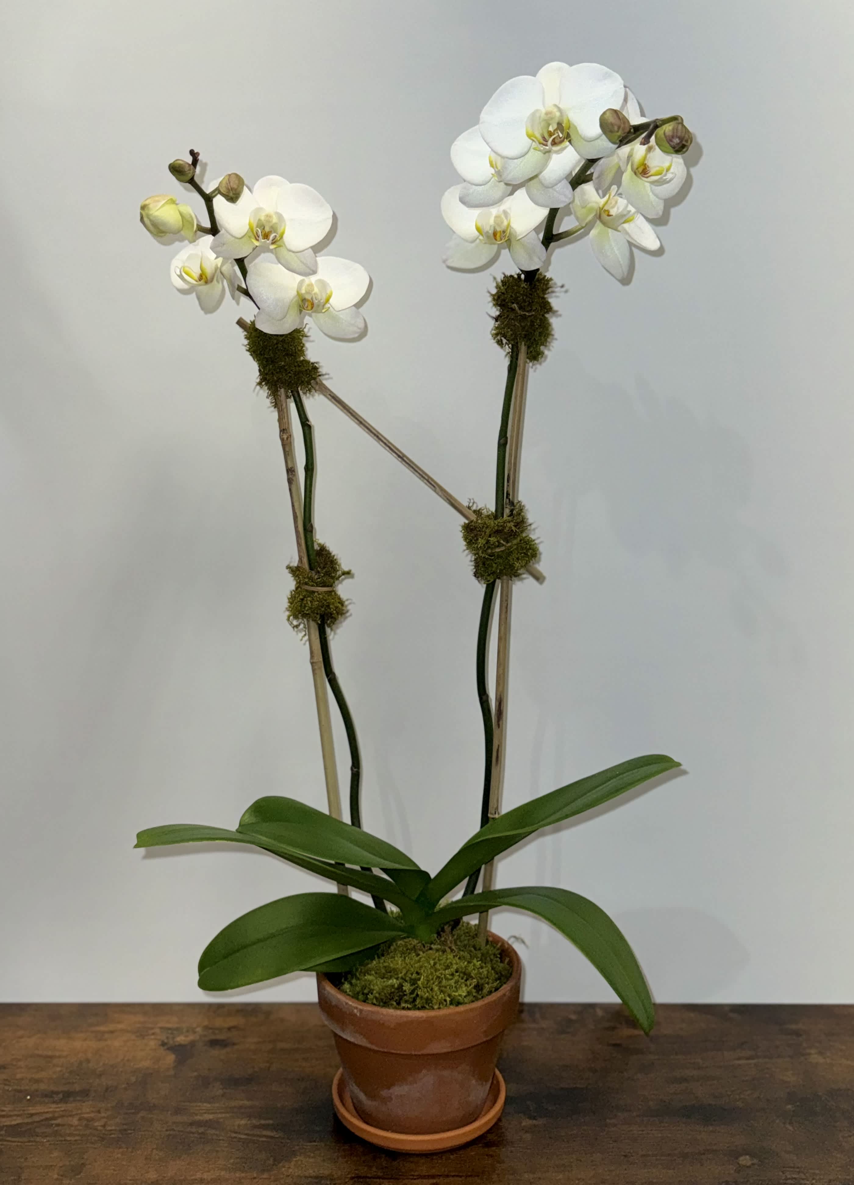 Double Phalaenopsis Orchid - A stunning, classic blooming plant. The phalaenopsis orchid also known as the moth orchid is a beautiful gift for any and all occasions. They come in a variety of colors so please ask us what we have in stock