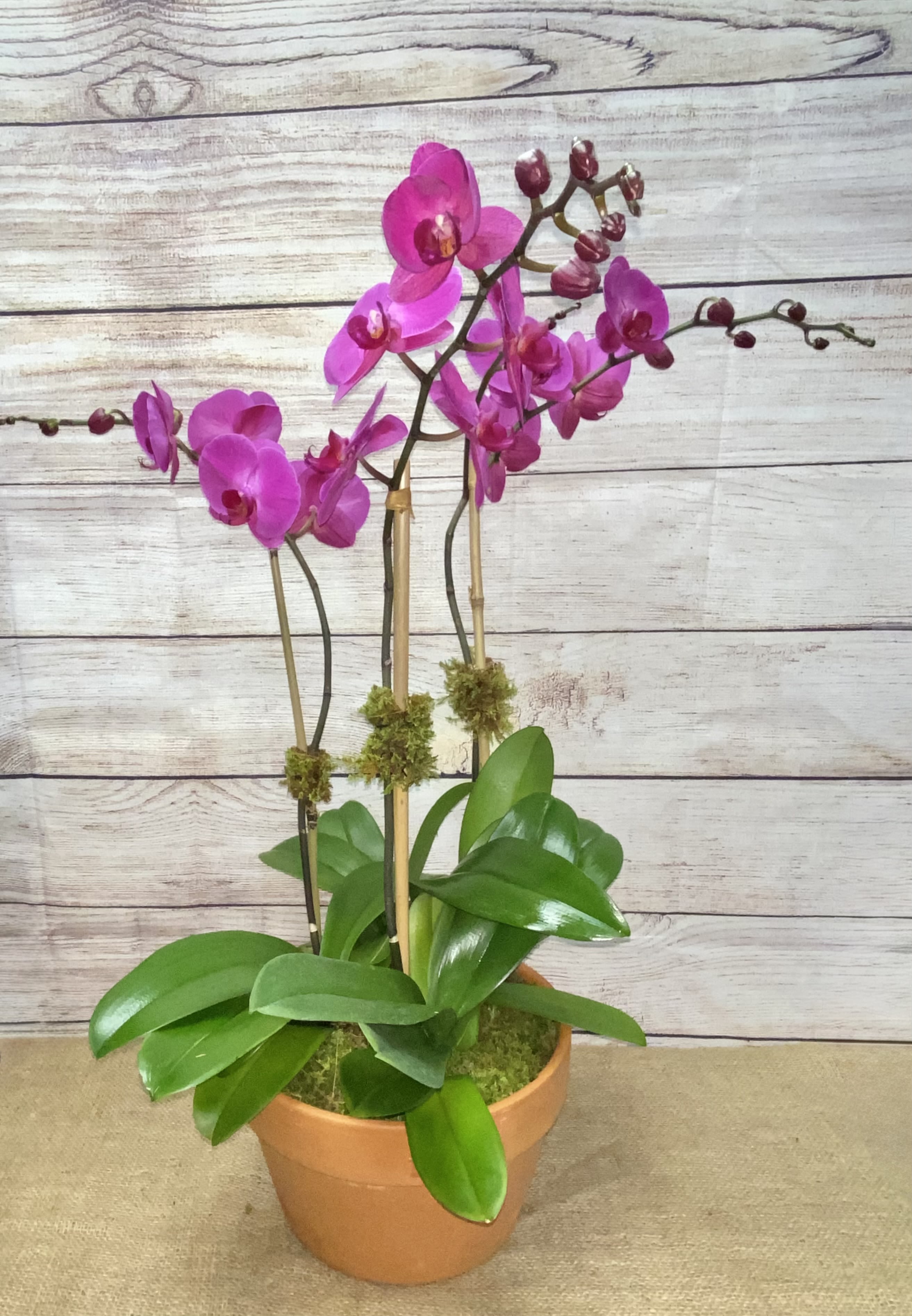 Potted orchid plant with bright pink blooms in a terracotta pot
