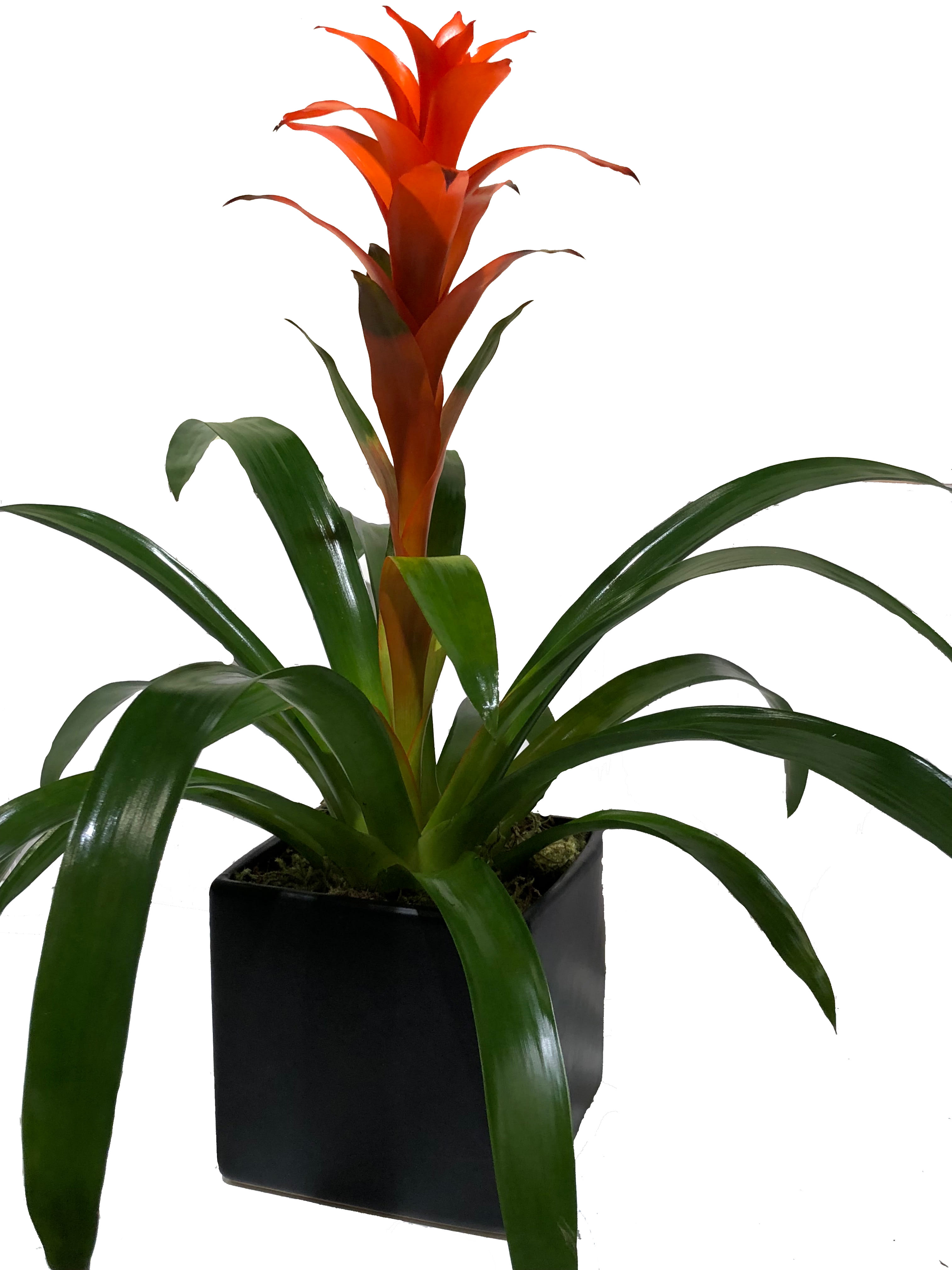 Orange bromeliad plant with long green leaves in a black square pot