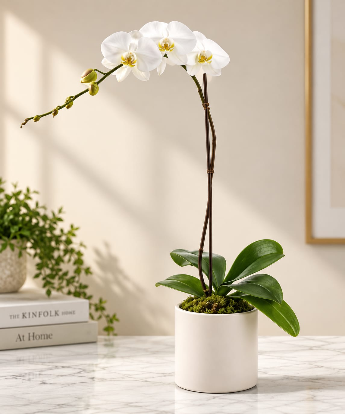White orchid plant in a white pot on a marble surface