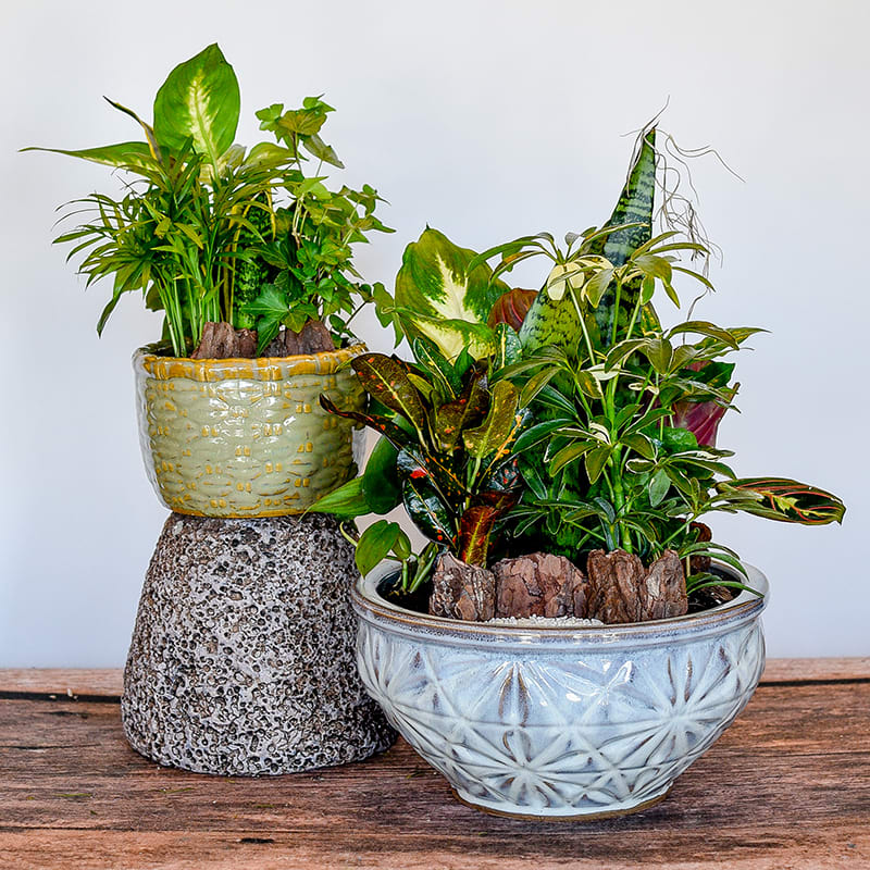 Two potted green houseplants in decorative ceramic containers on a wooden surface