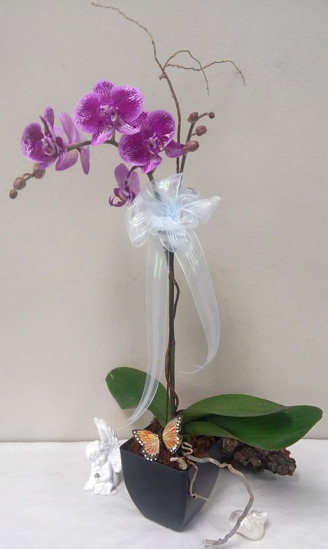 Potted purple orchid with a white ribbon and butterfly decoration
