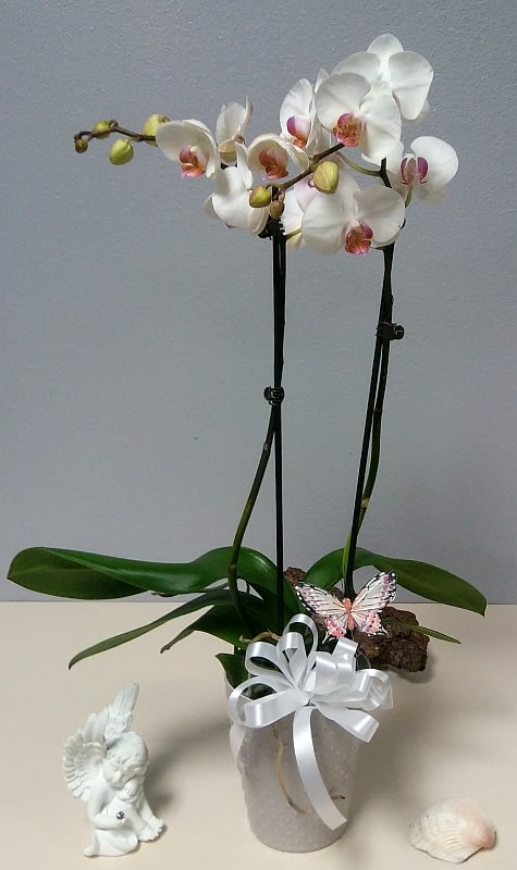Phalaenopsis Orchid Plant - The Gift that Lasts for Months! The flowers of the popular and beautiful phalaenopsis orchid plant are thought to resemble moths in flight – and this exotic and graceful living gift, potted for a long blooming time, will decorate any room with elegance. Available in many colors. For cultural tips go to https://www.youtube.com/watch?v=XYIY5F8DU14 Color may vary.