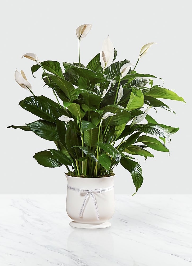 White peace lilies in a white pot with a ribbon