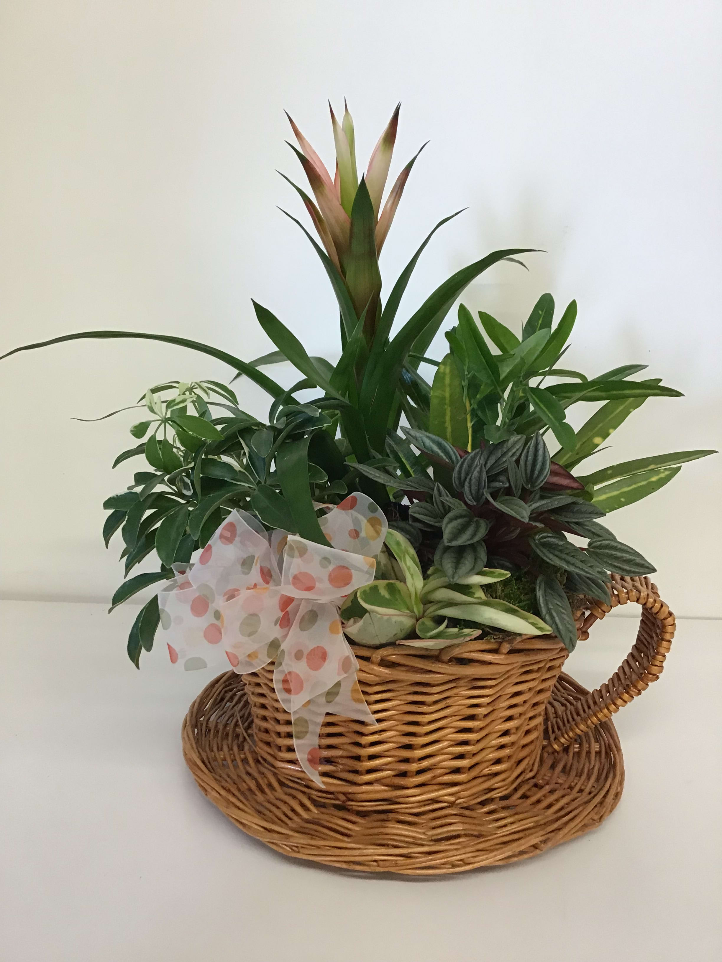 Basket arrangement of assorted green houseplants with a polka-dot bow