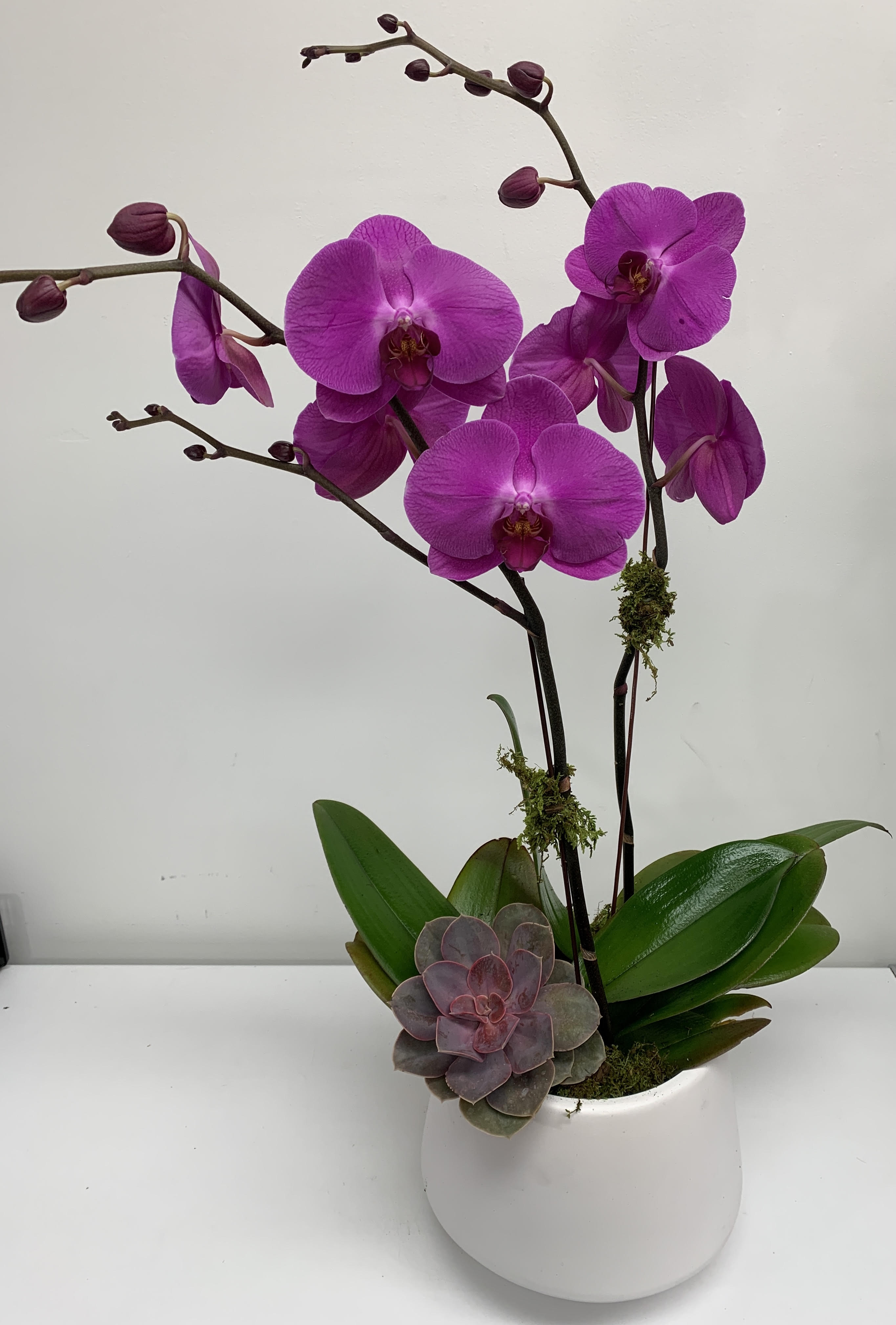 Purple orchids in a white pot with a small succulent