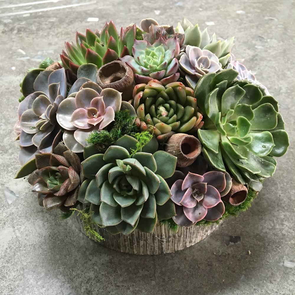 Round succulent arrangement in a rustic container
