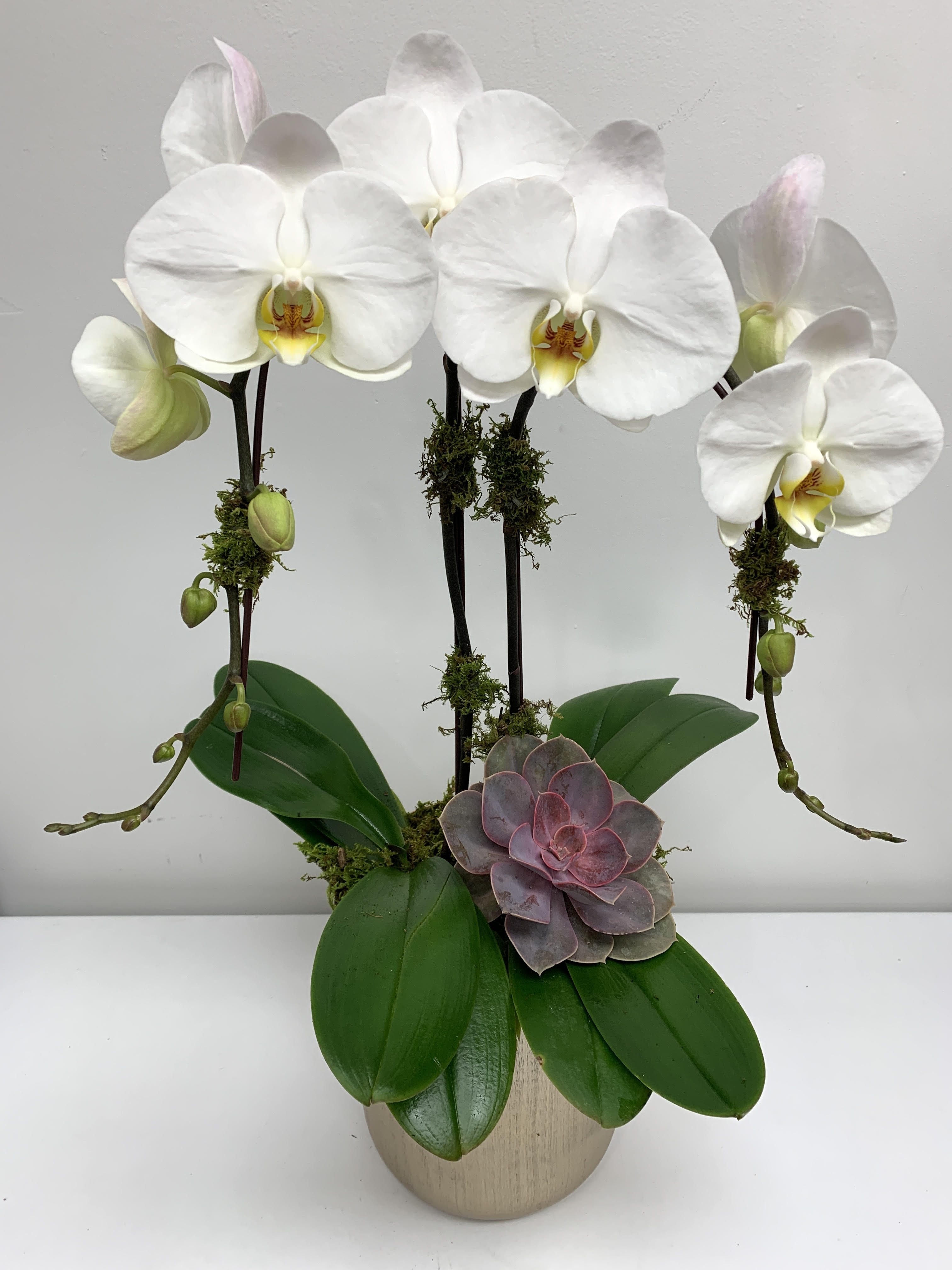 White orchids arranged in a beige pot with a purple succulent