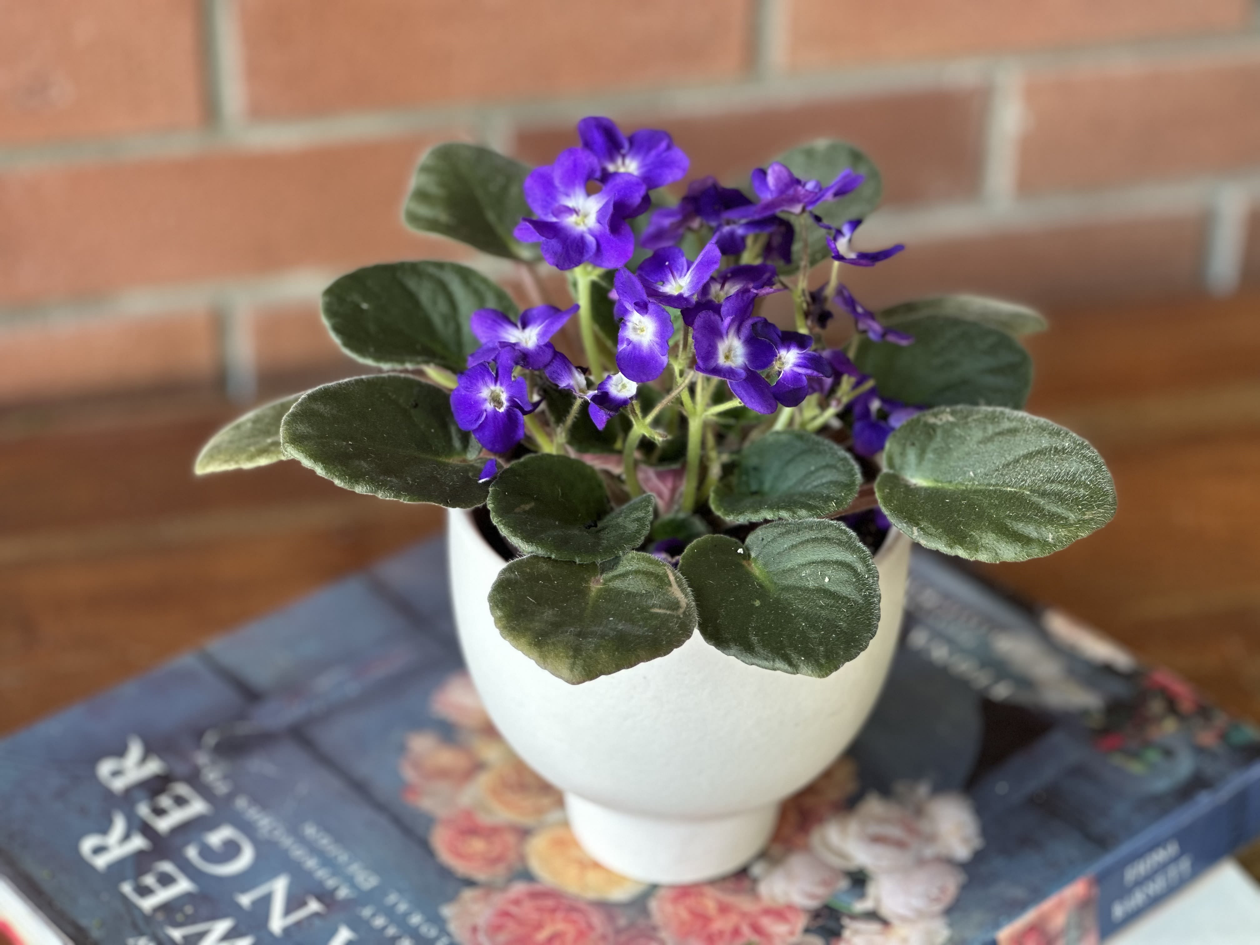 Purple flowering plant in a white pot on a book