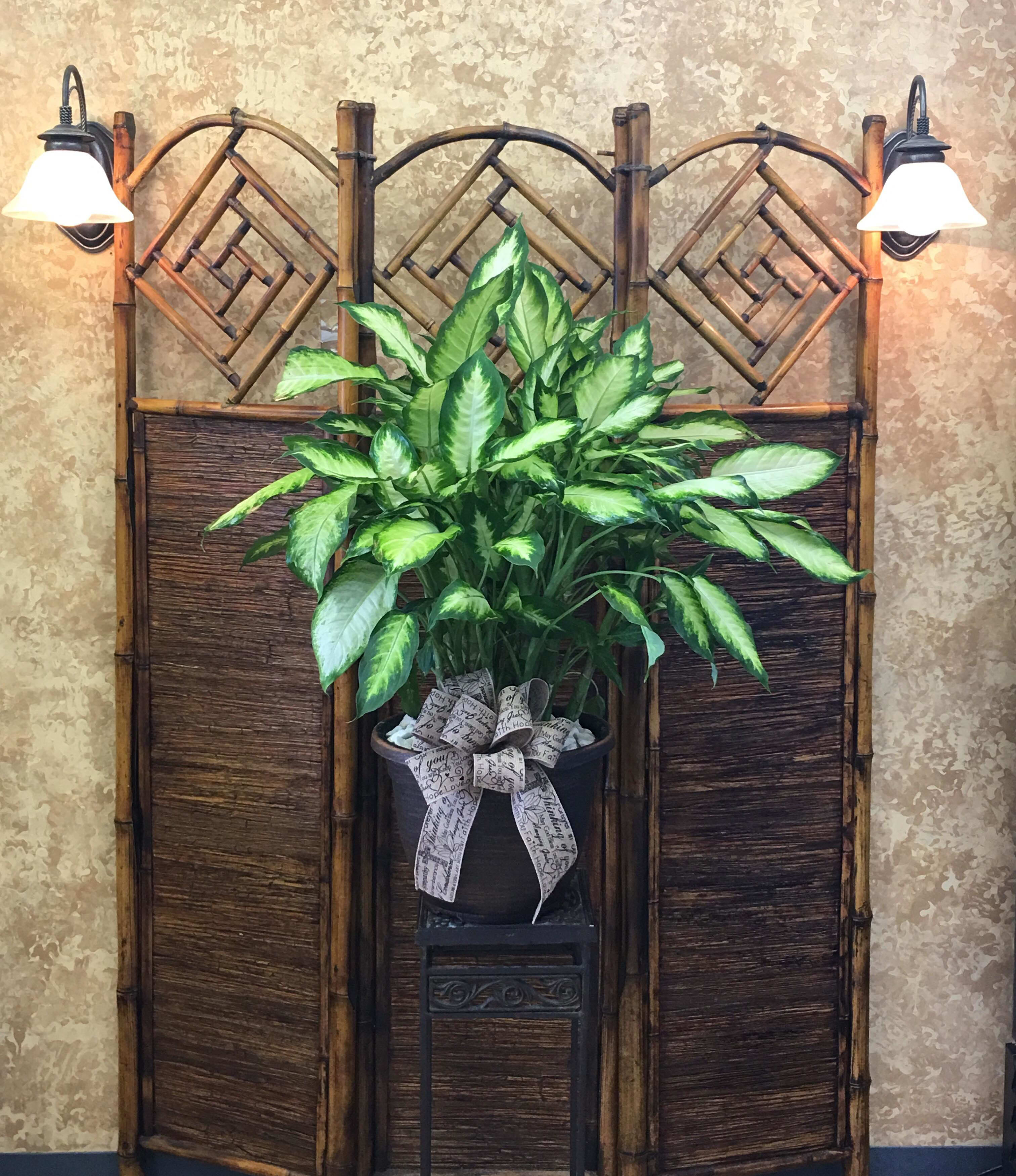 Potted green houseplant with a decorative bow on a stand